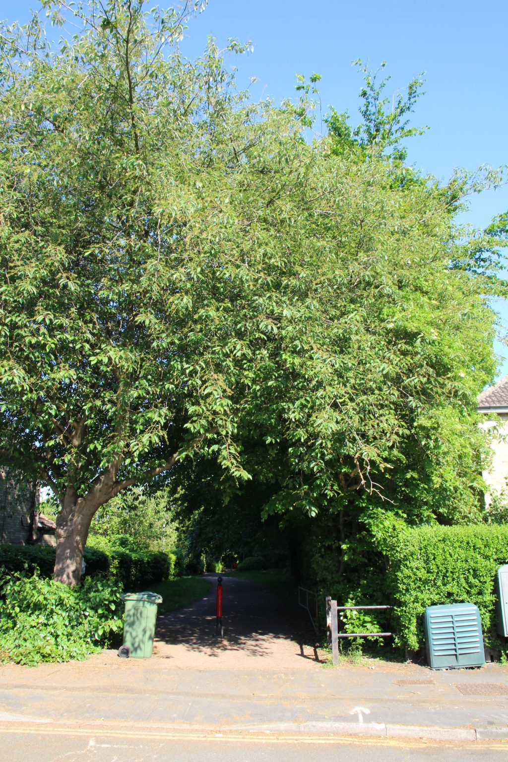 Footpath at east end of Marmora Road