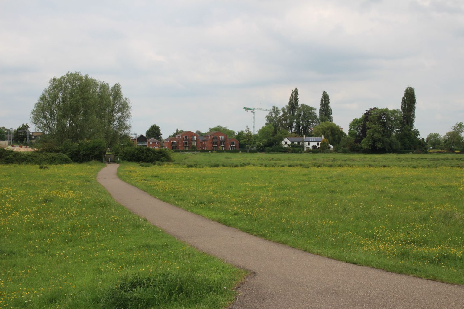 Ditton Meadows