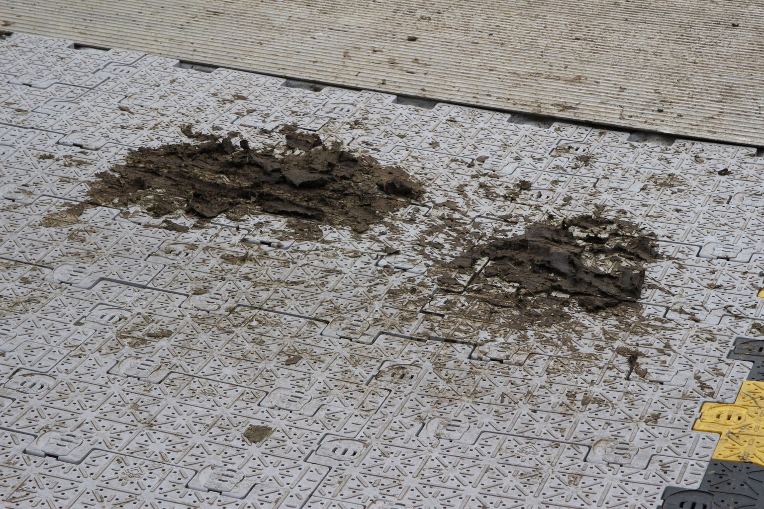 Cow pats on Coldham's Common temporary footpath