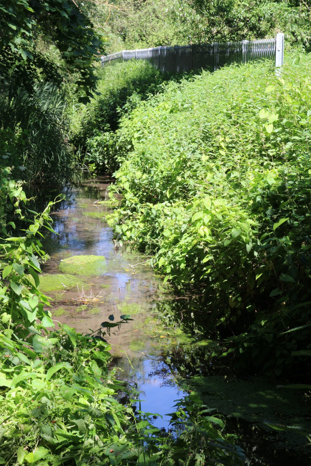 Cherry Hinton Brook by Snakey Path