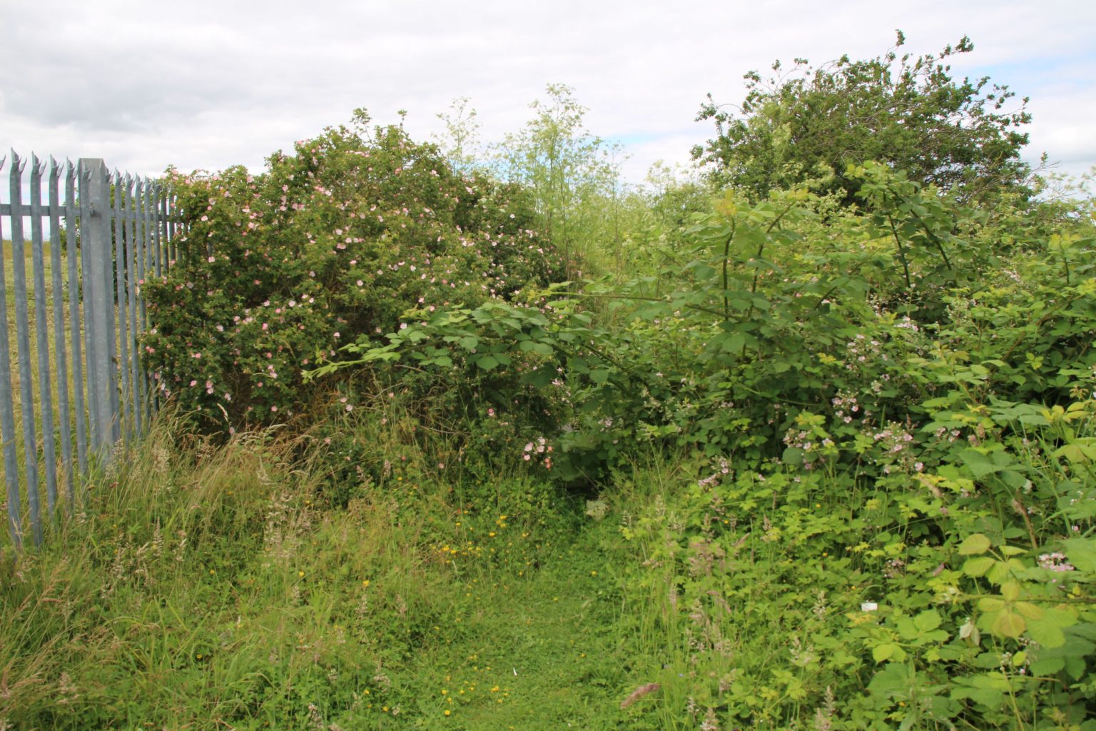 End of path up east side of Parcel B