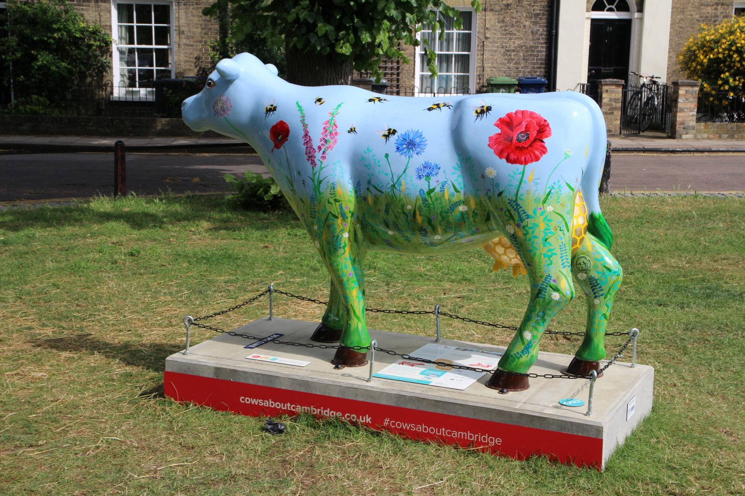 Cows About Cambridge sculpture