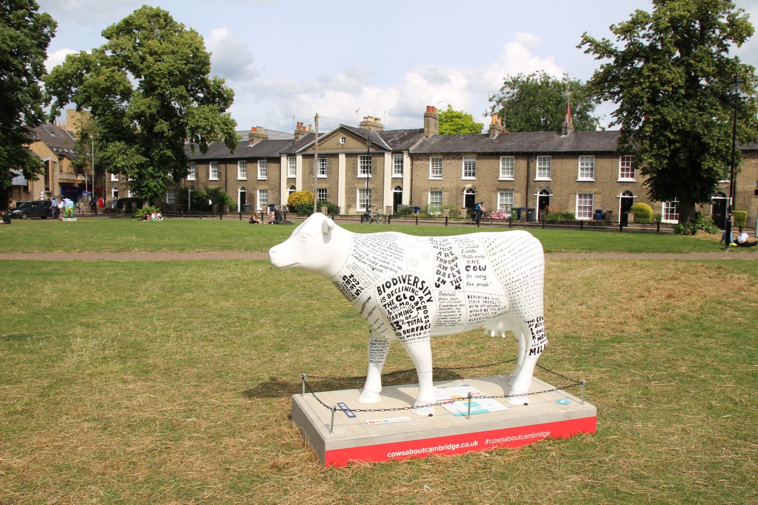 Cows About Cambridge sculpture