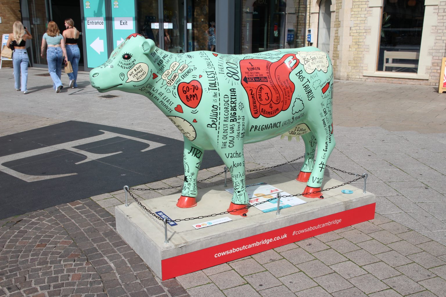 Cows About Cambridge sculpture