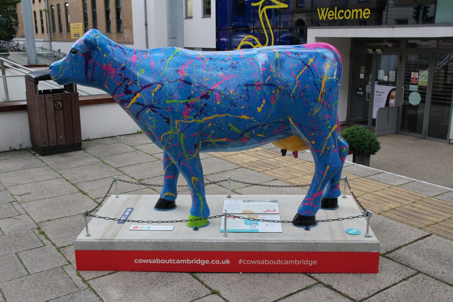 Cows About Cambridge sculpture
