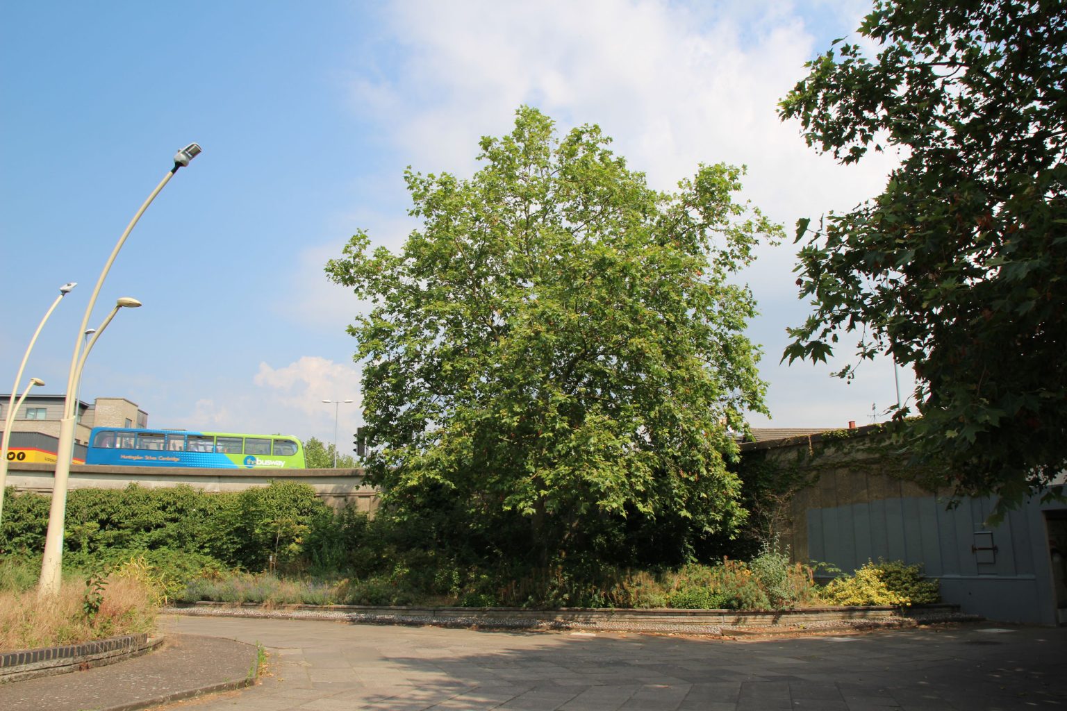 Trees and shrubs around edge of courtyard