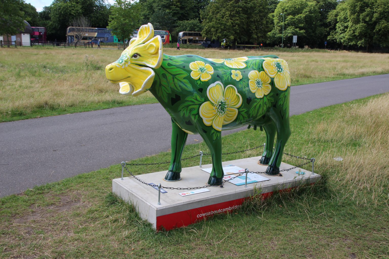 Cow 26 "ButterCup"