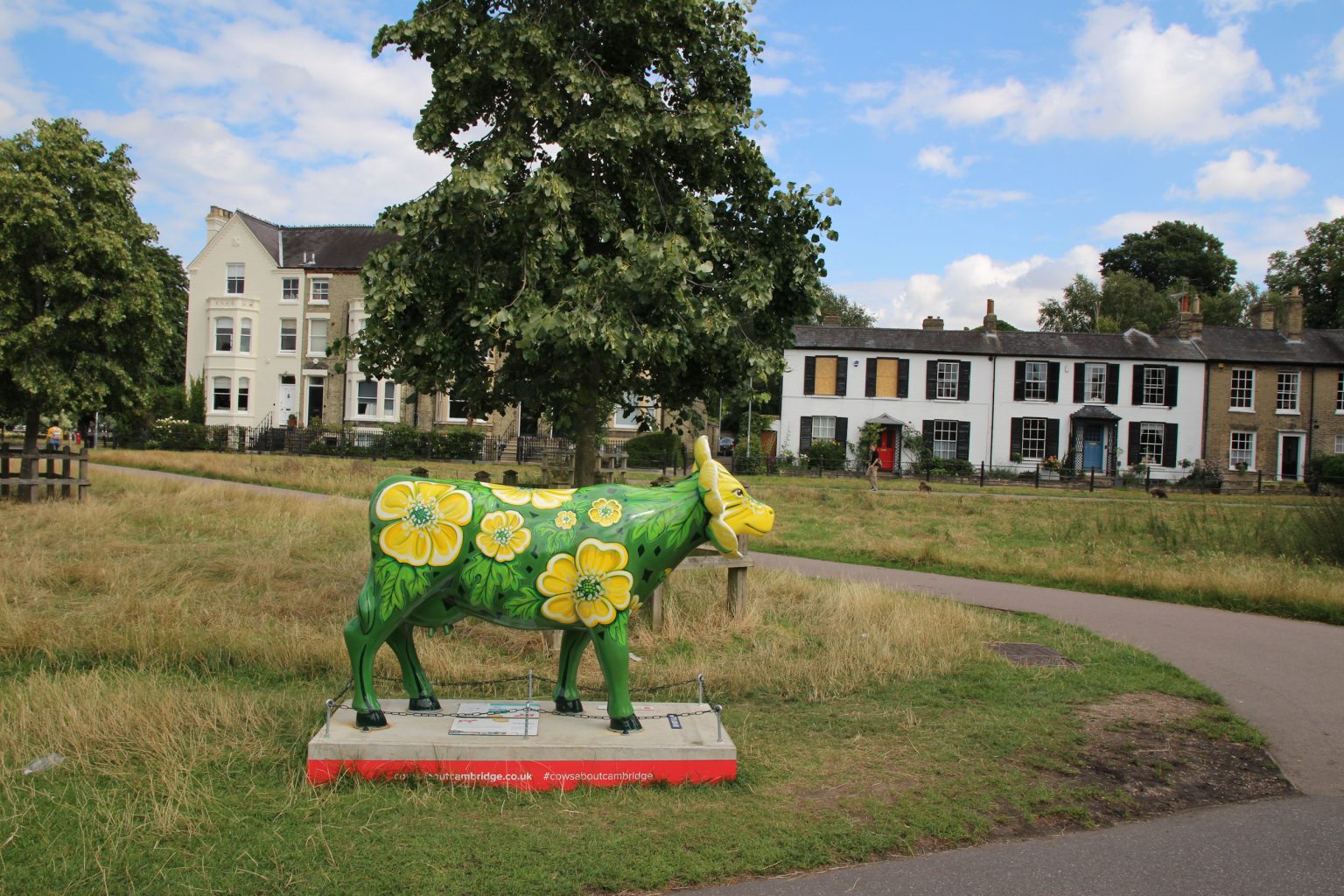 Cow 26 "ButterCup" - setting