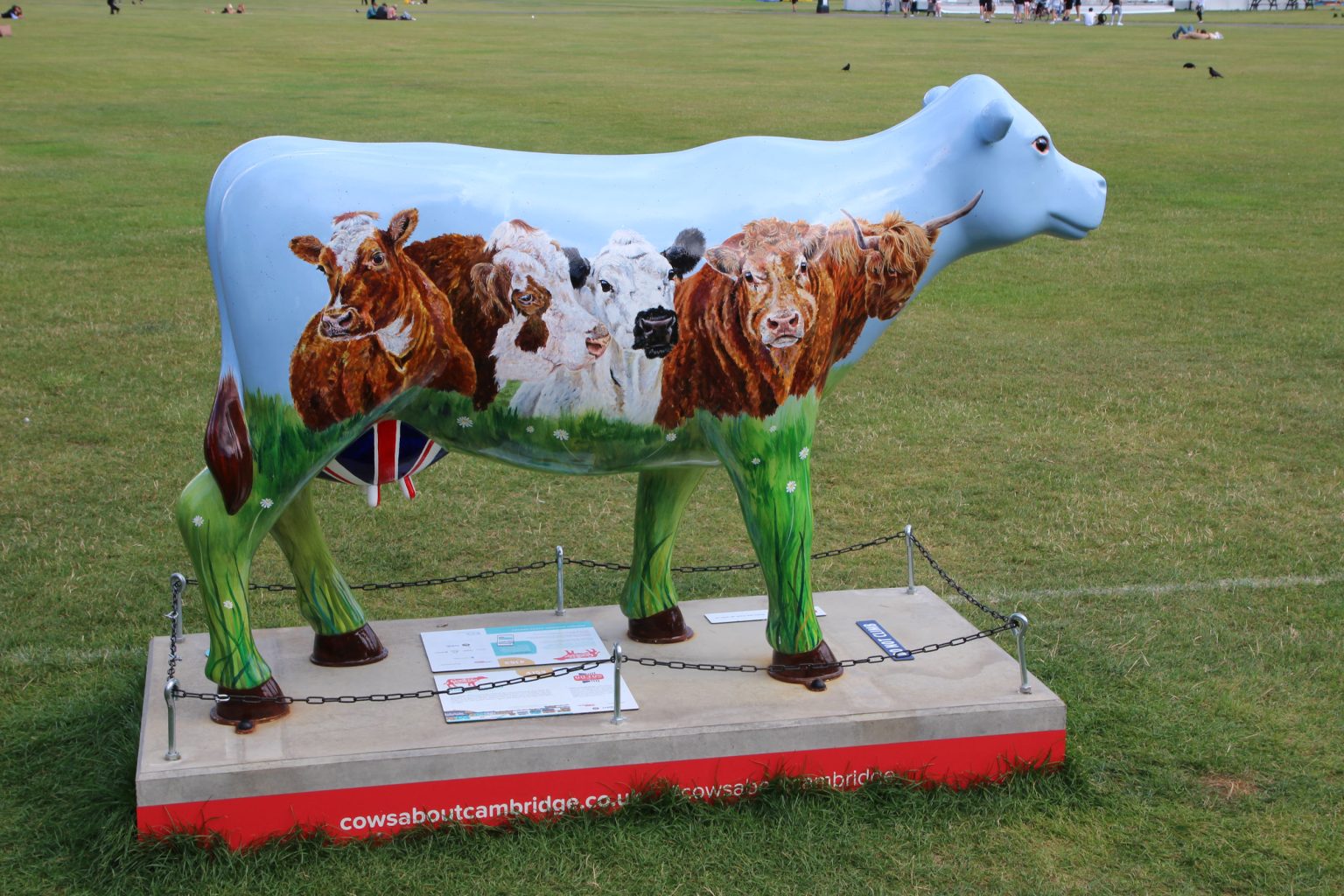 Cow 32 "Monty Rushmoo"