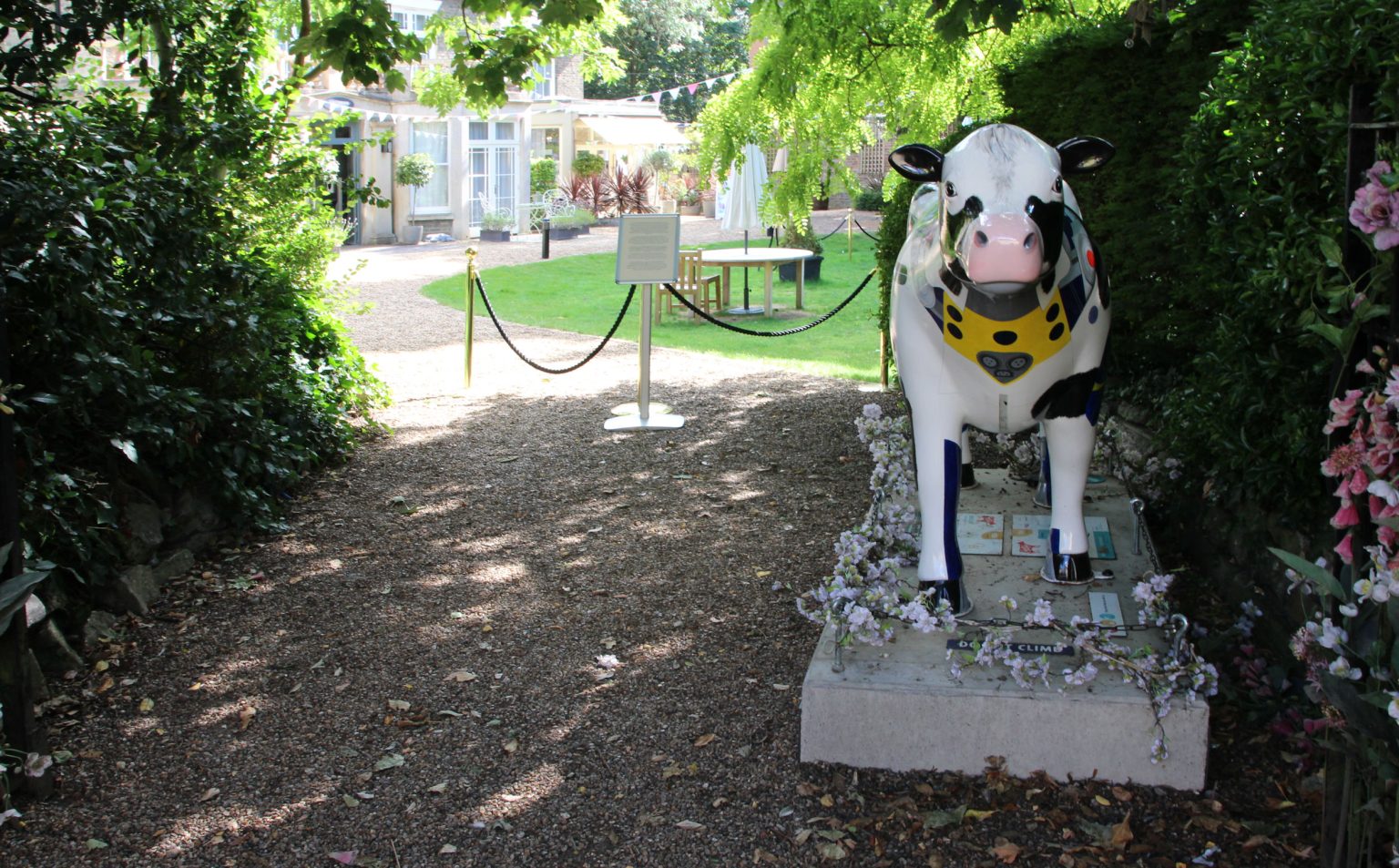 Cow 34 "Mooto Cow" - setting