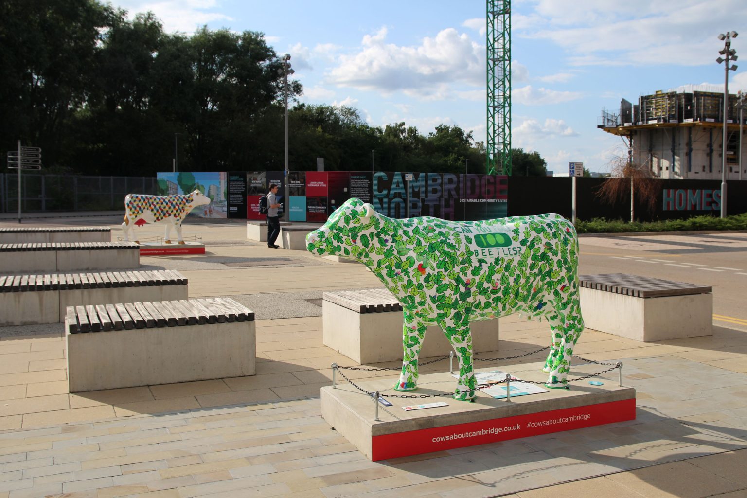 Cow 41 "Can You Find 100 Beetles?" - setting