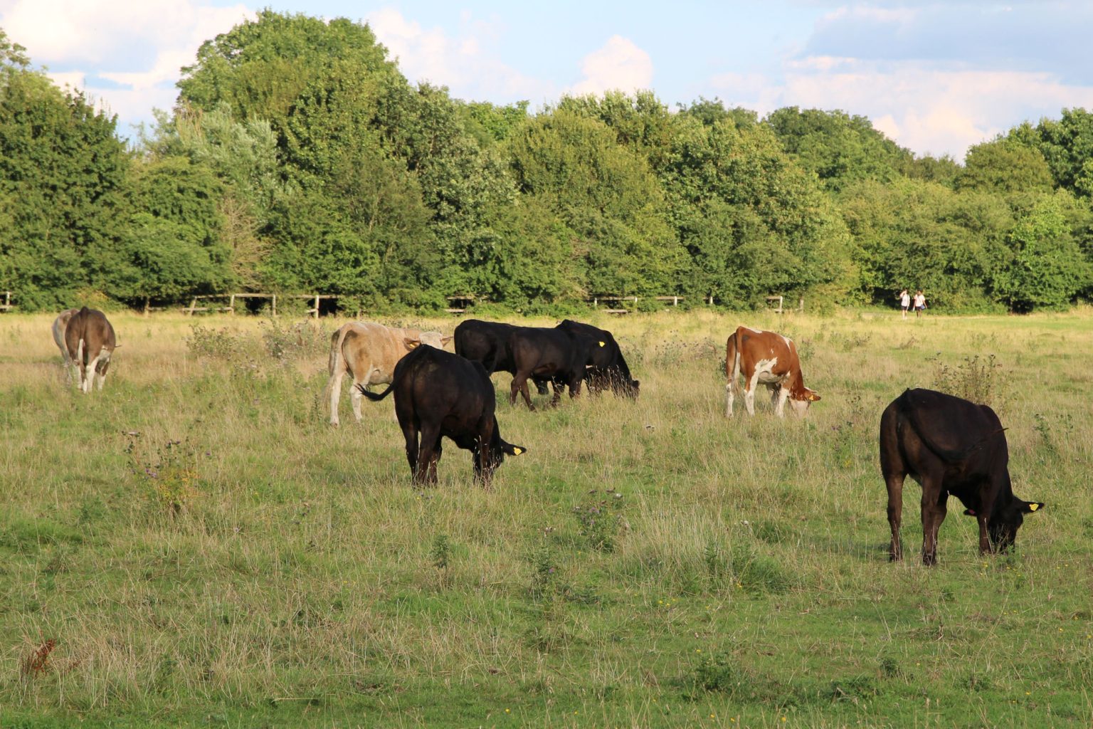 Cows on Coldham's Common