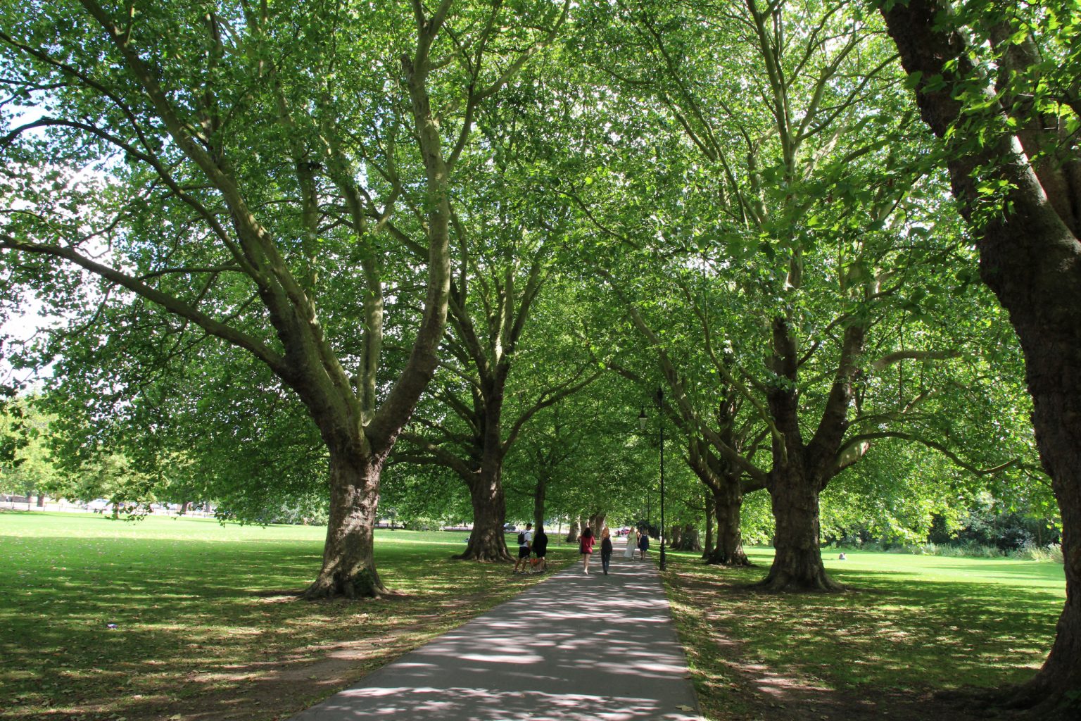 Jesus Green avenue