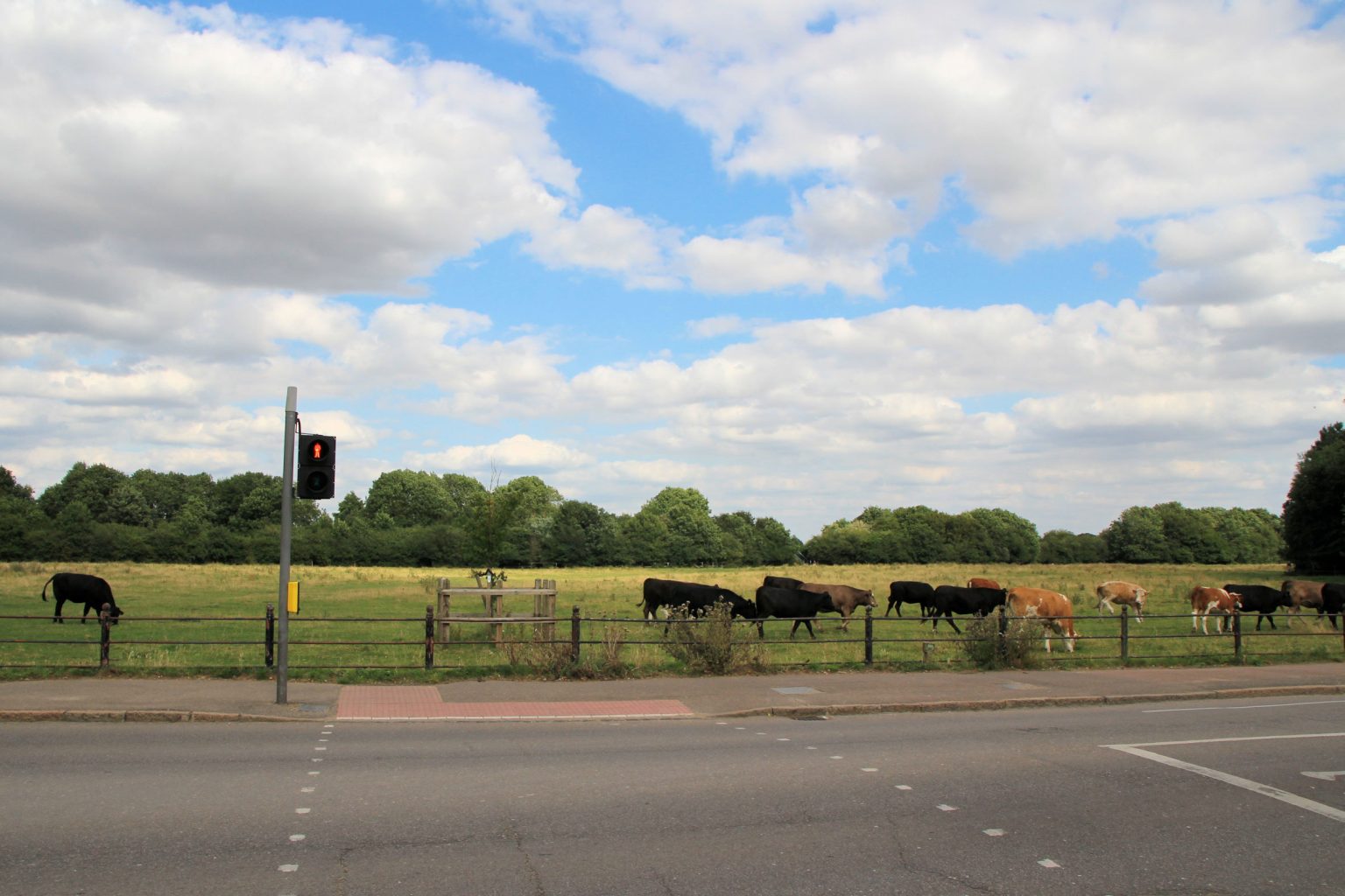 Cows on Coldham's Common