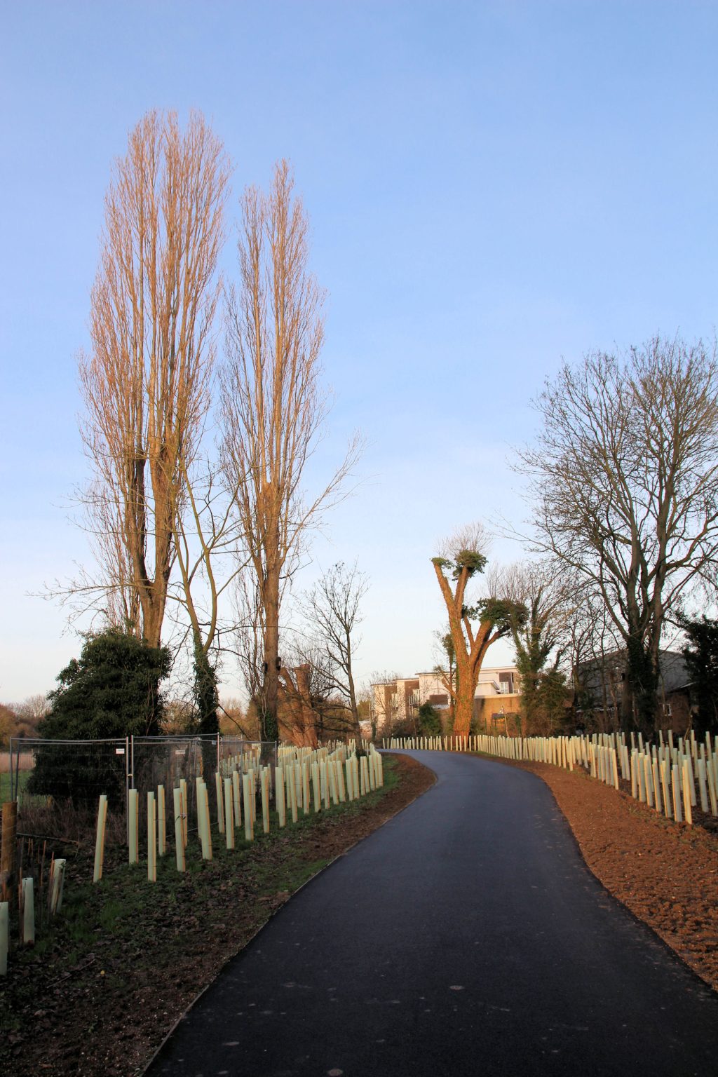 Path towards Ditton Meadows